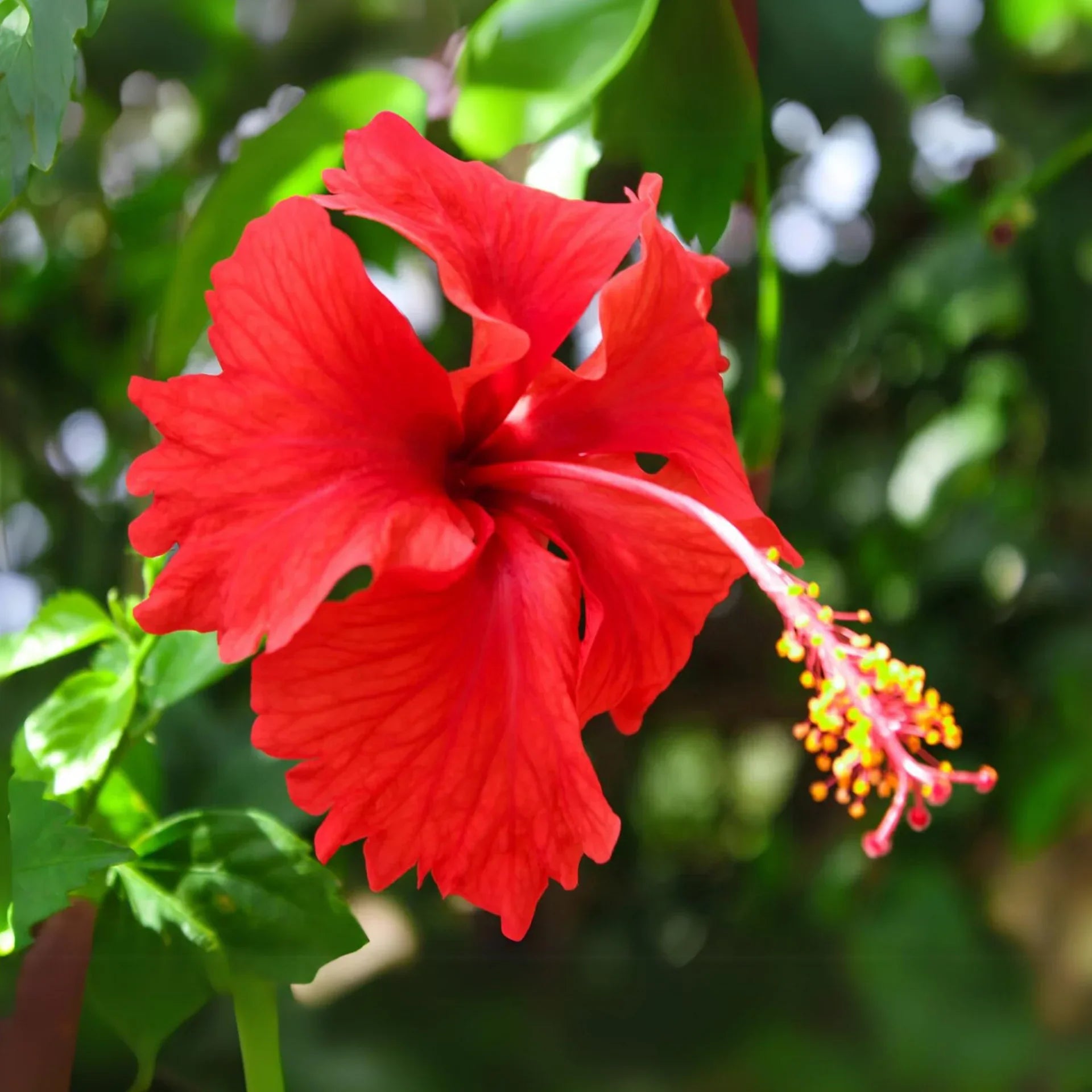 Red Hibiscus Flower Seeds for Planting