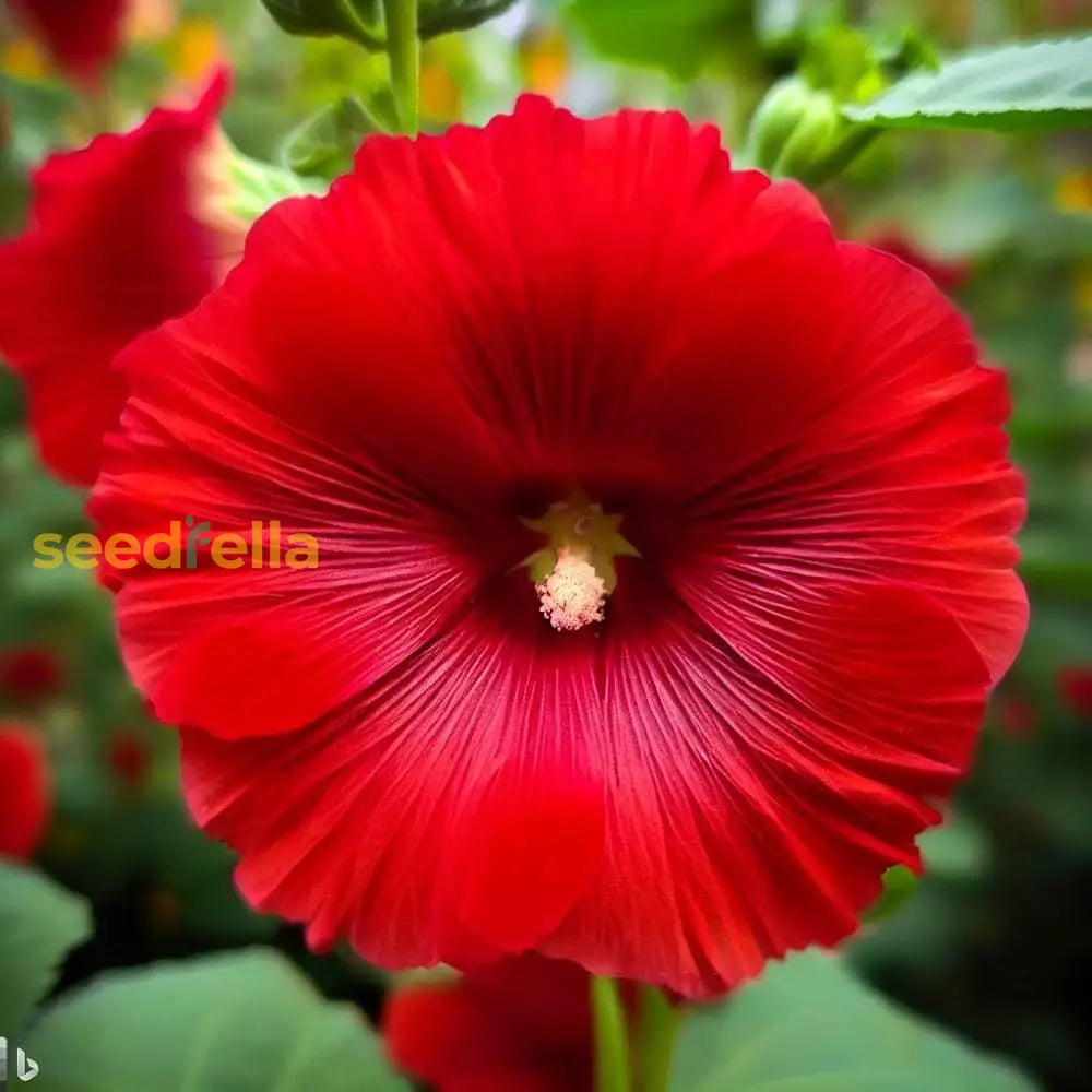 Red Hollyhock Flower Seeds - Easy To Grow Perfect For Garden Planting