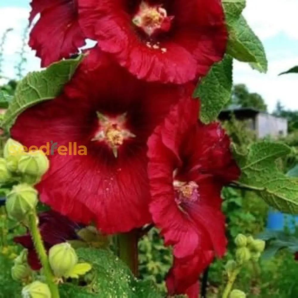 Red Hollyhock Flower Seeds - Easy To Grow Perfect For Garden Planting