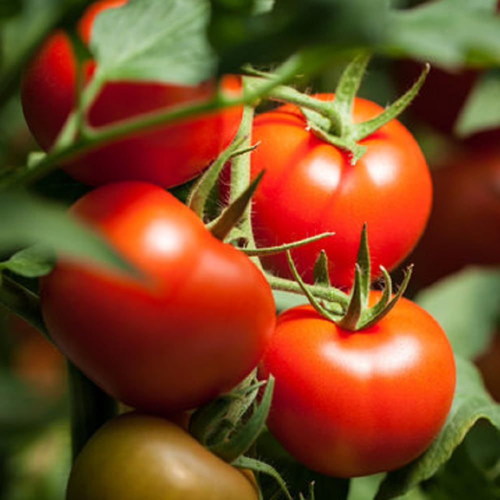 Vine-ripened red tomatoes produced from Red Horizon Tomato Seeds