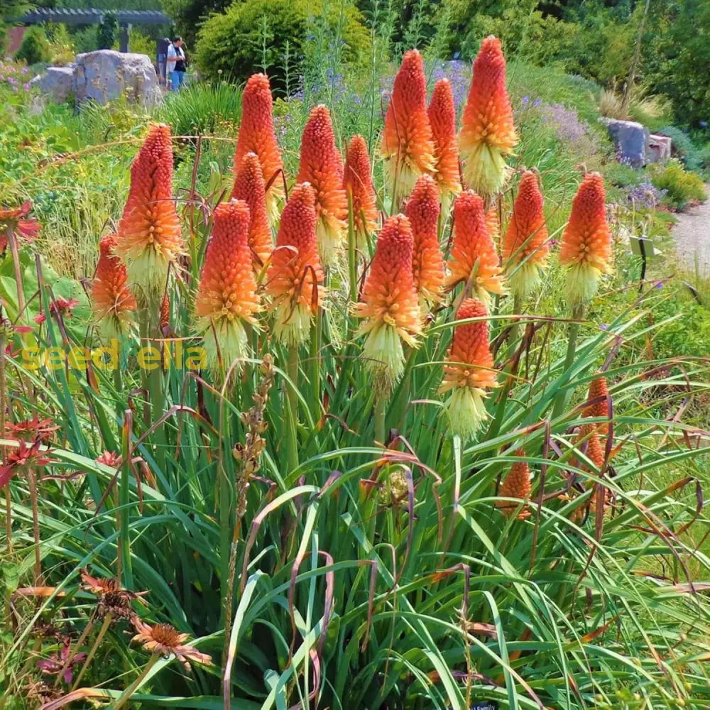 Red Hot Poker Seeds Torch Lily Kniphofia Perennial Flowering Plant Attract Hummingbirds &