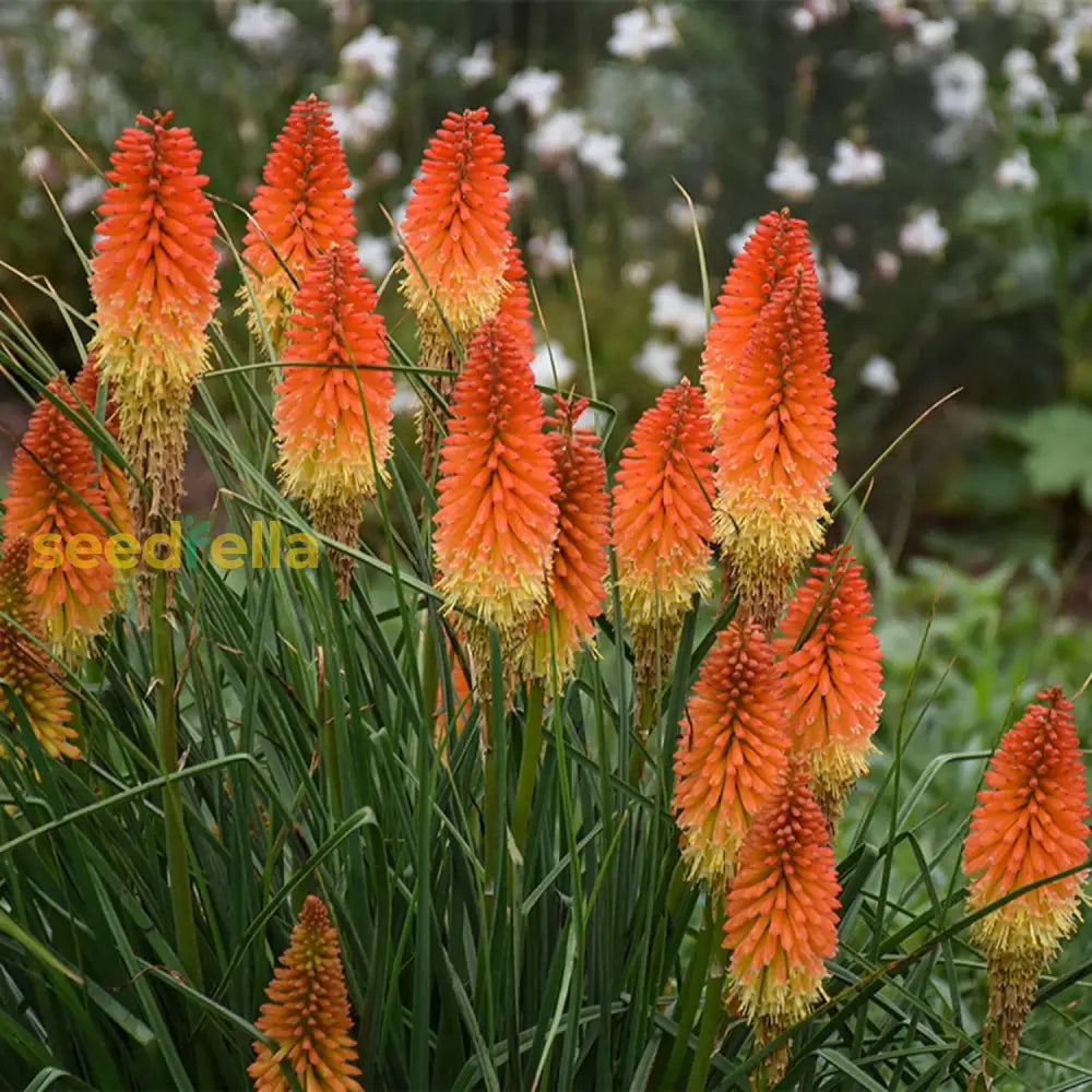 Red Hot Poker Seeds Torch Lily Kniphofia Perennial Flowering Plant Attract Hummingbirds &