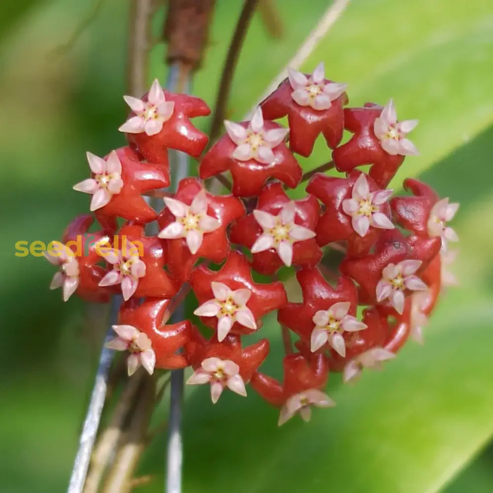 Red Hoya Flower Seeds For Planting - Vibrant Star-Shaped Blooms