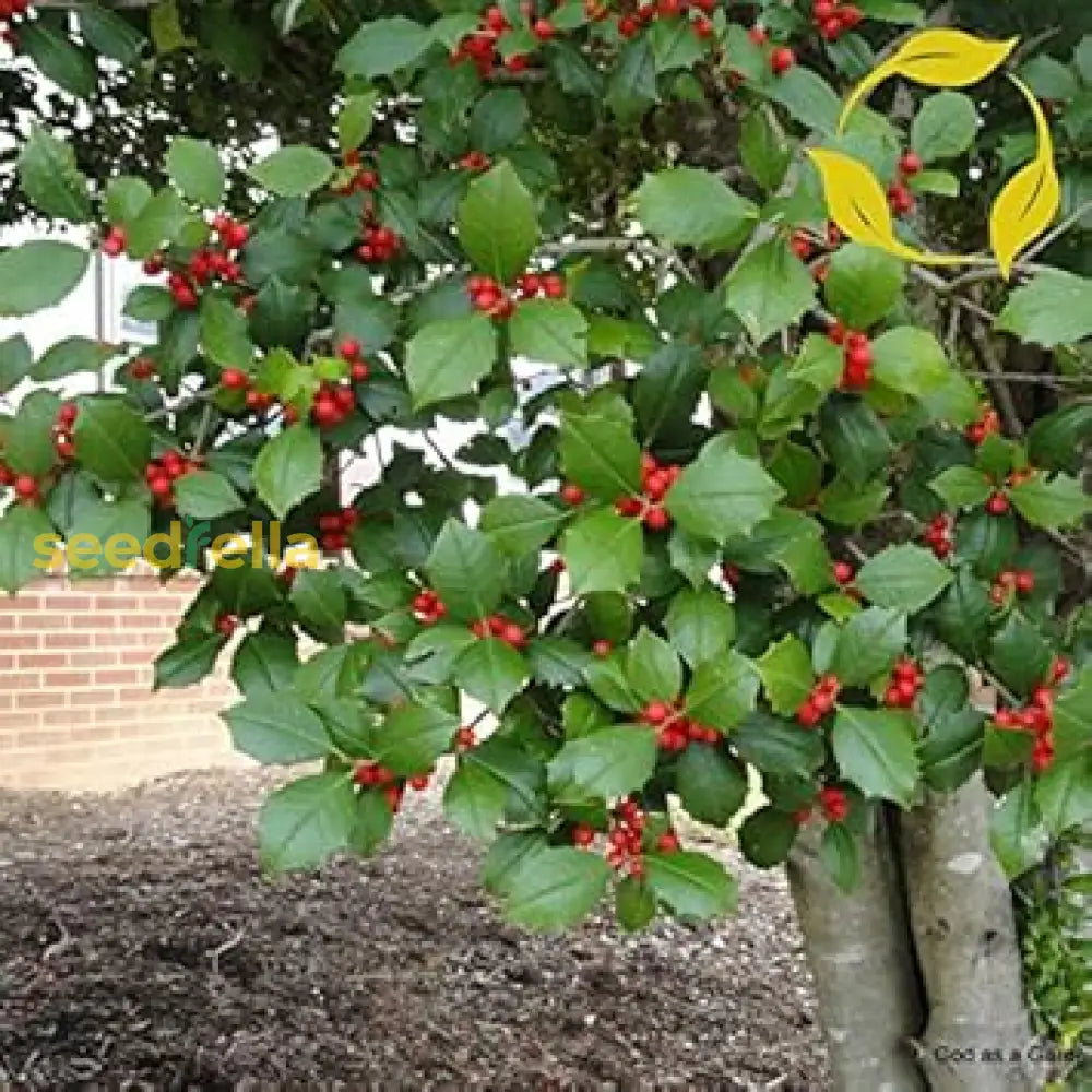 Red Ilex Opaca Planting Seeds - Seed Pack