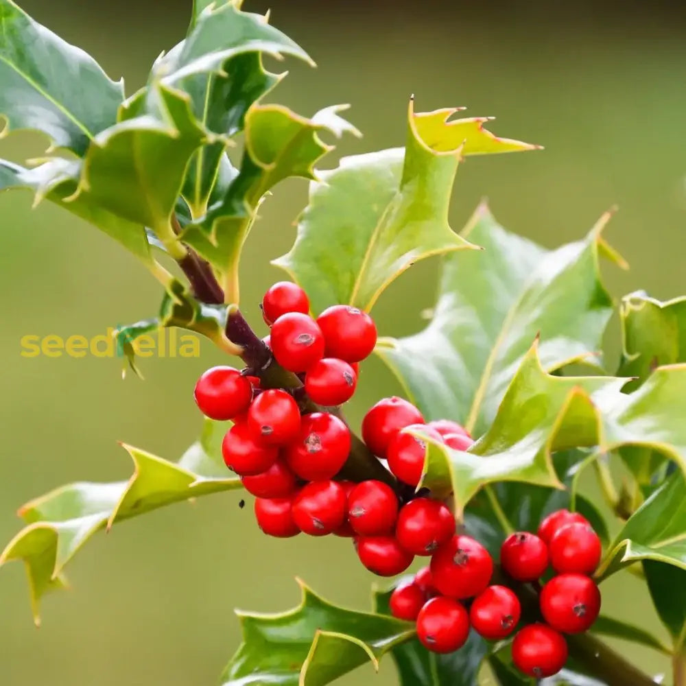 Red Ilex Opaca Seeds - Planting Pack