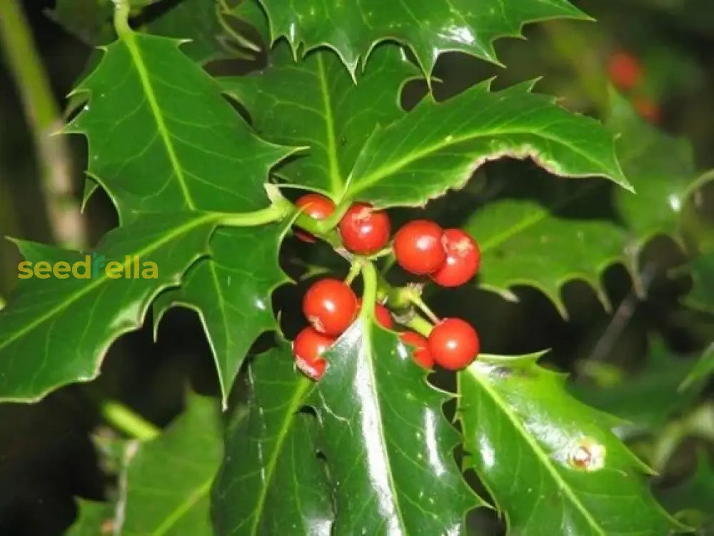 Red Ilex Seeds - Complete Planting Collection Plant Seeds