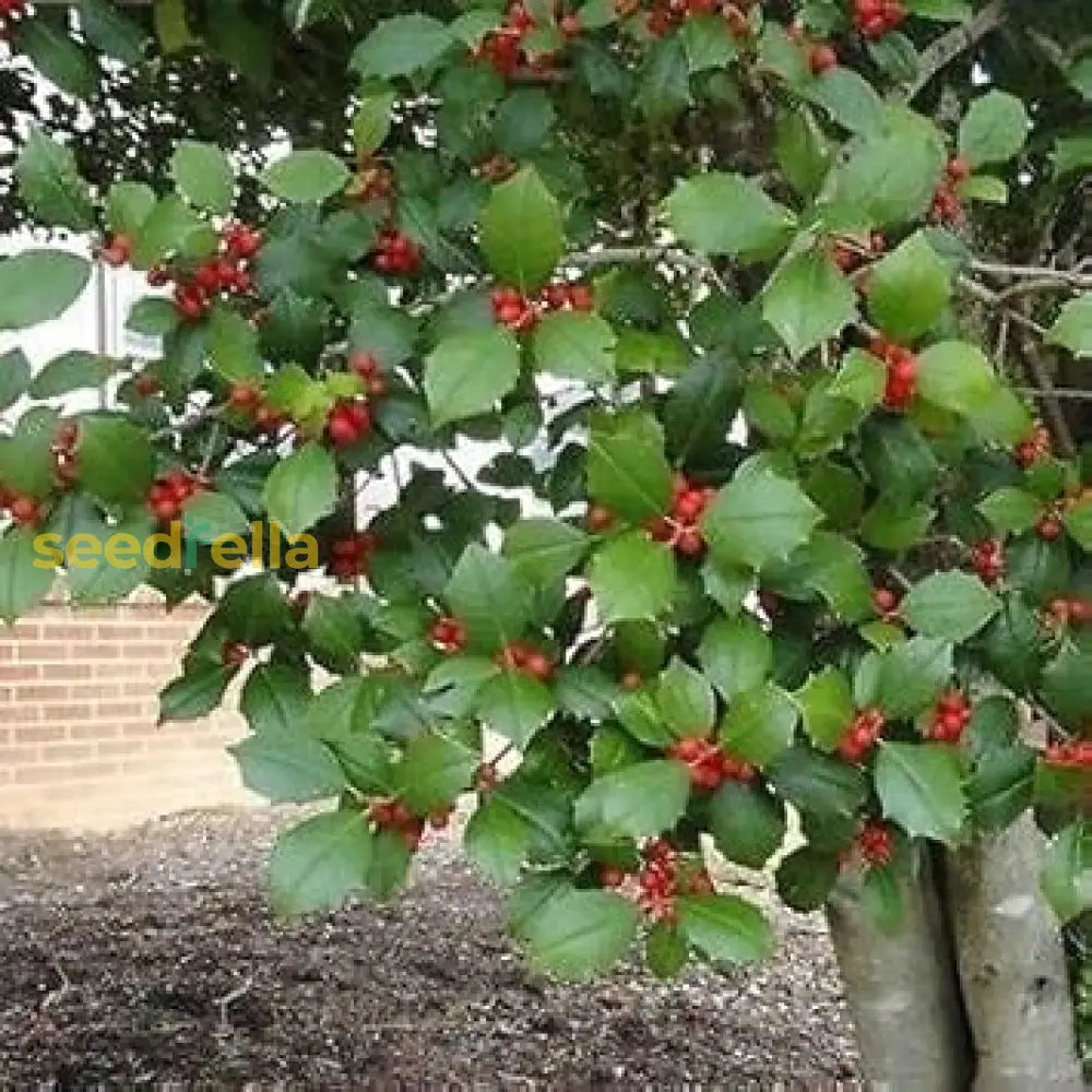 Red Ilex Seeds - Complete Planting Collection Plant Seeds