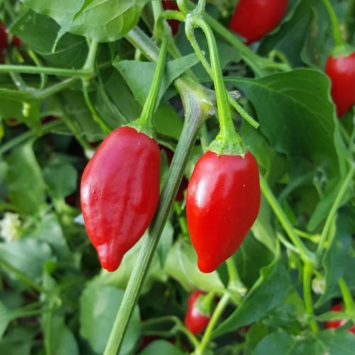 Red Inca tomato plant grown from seeds