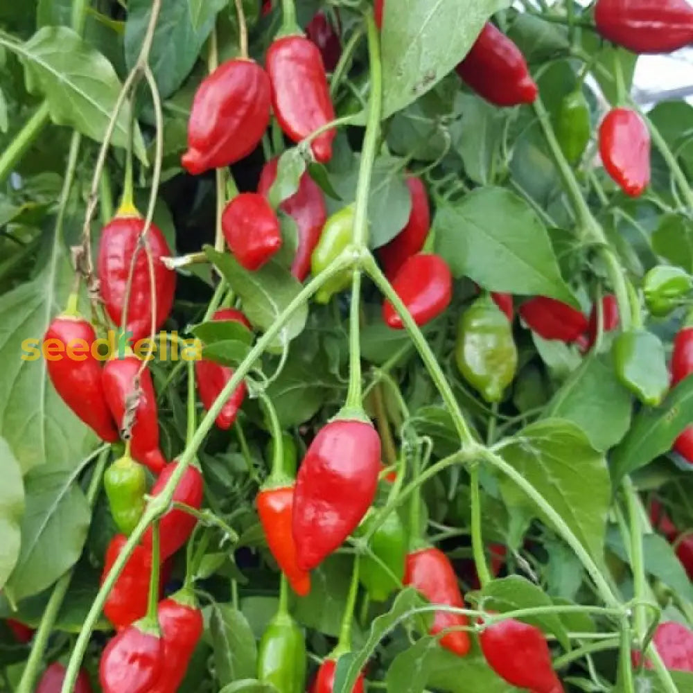 Red Inca Vegetable Seeds For Planting Seeds