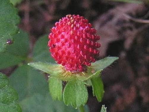 Red Indian Tuttifrutti strawberry seeds Duchesnea indica ornamental berry plant