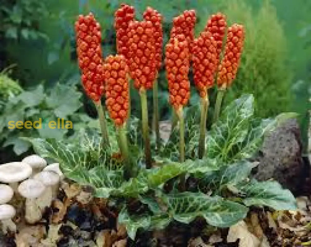 Red Italicum Plant Seeds Planting Collection