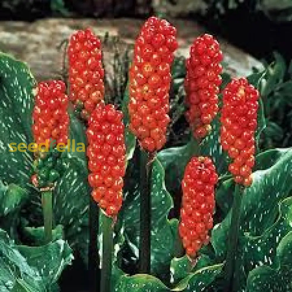 Red Italicum Plant Seeds Planting Collection