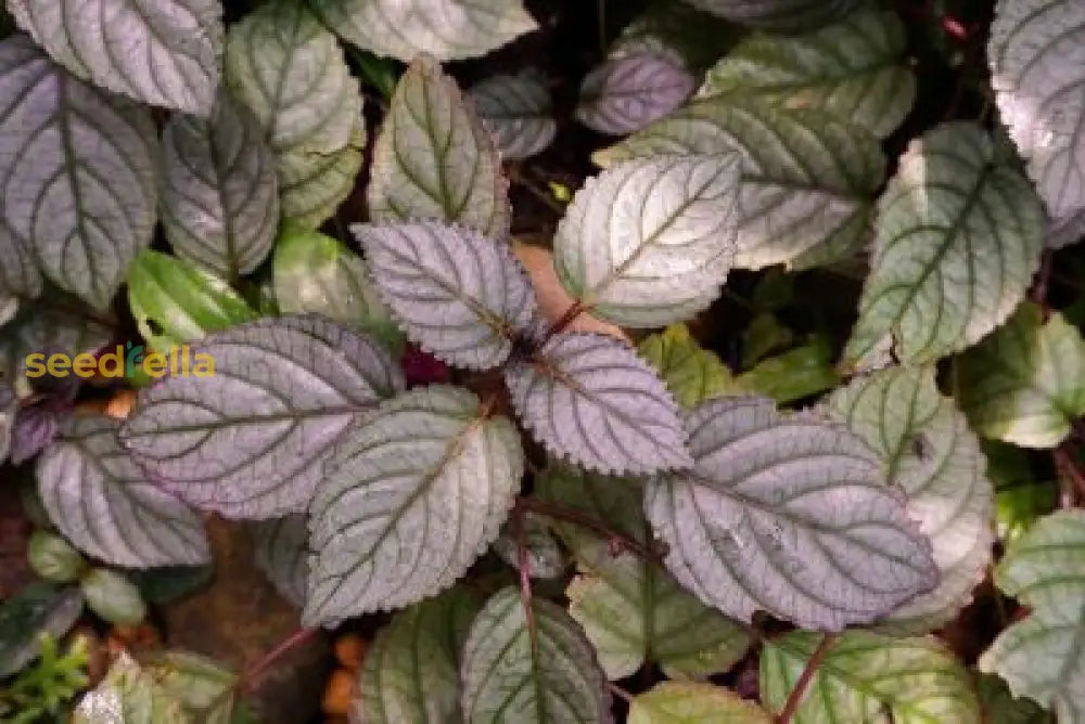 Red Ivy Plant Seeds Planting