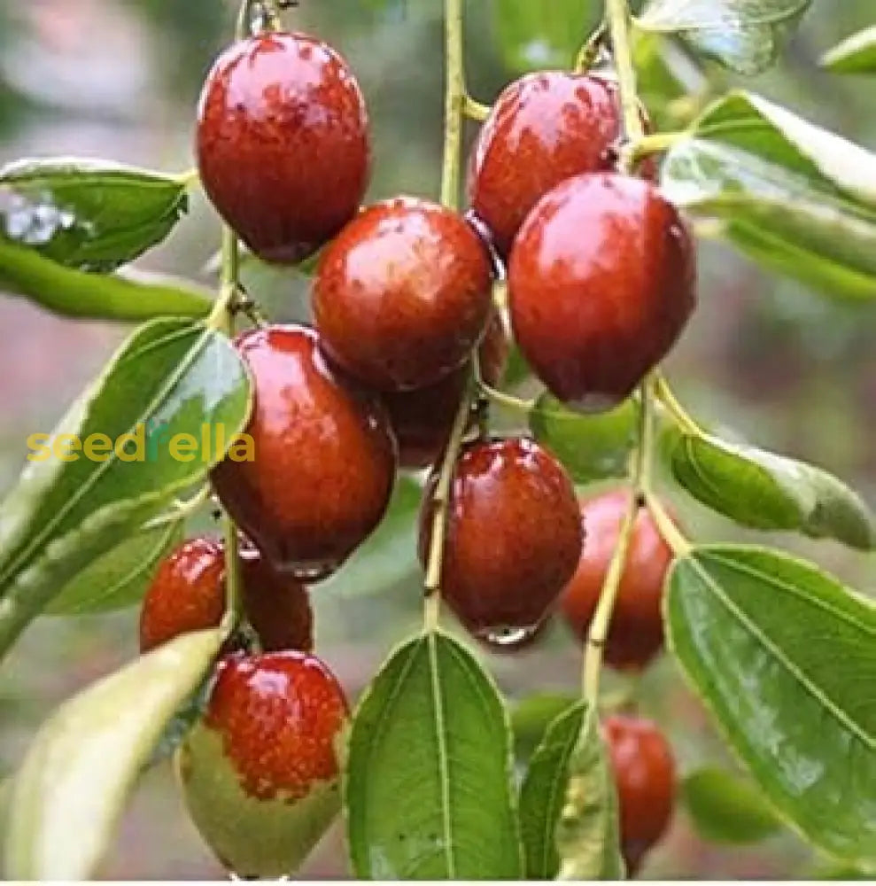 Red Jujube Fruit Seeds For Planting - Grow Your Own Sweet Trees