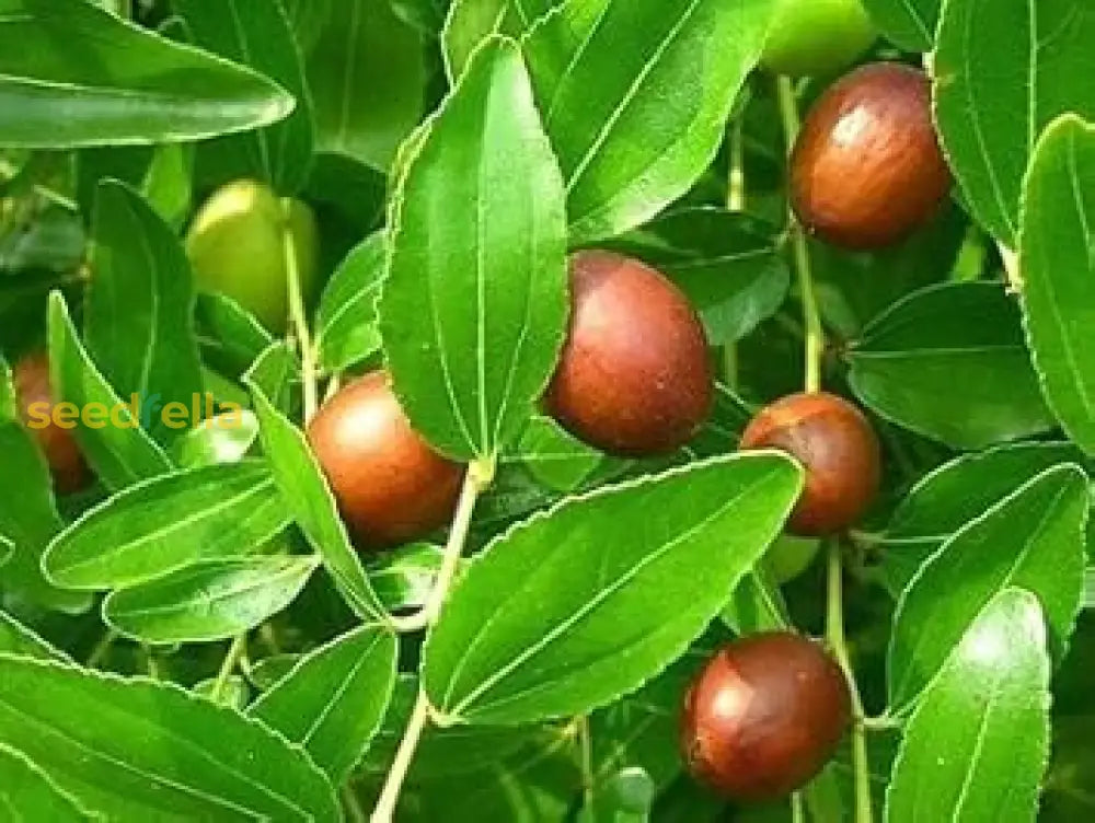 Red Jujube Tree with Ripening Fruits