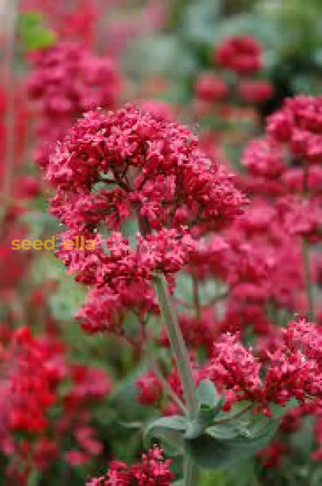 Red Jupiterâ€™s Beard Flower Seeds - Perennial Planting For Vibrant Blooms