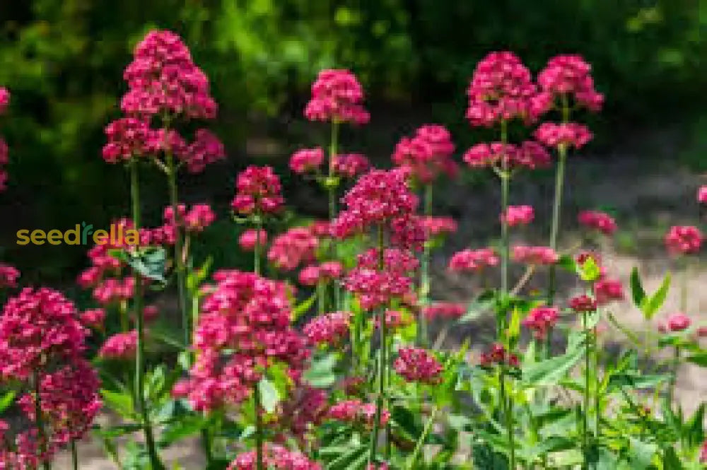 Red Jupiterâ€™s Beard Flower Seeds - Perennial Planting For Vibrant Blooms