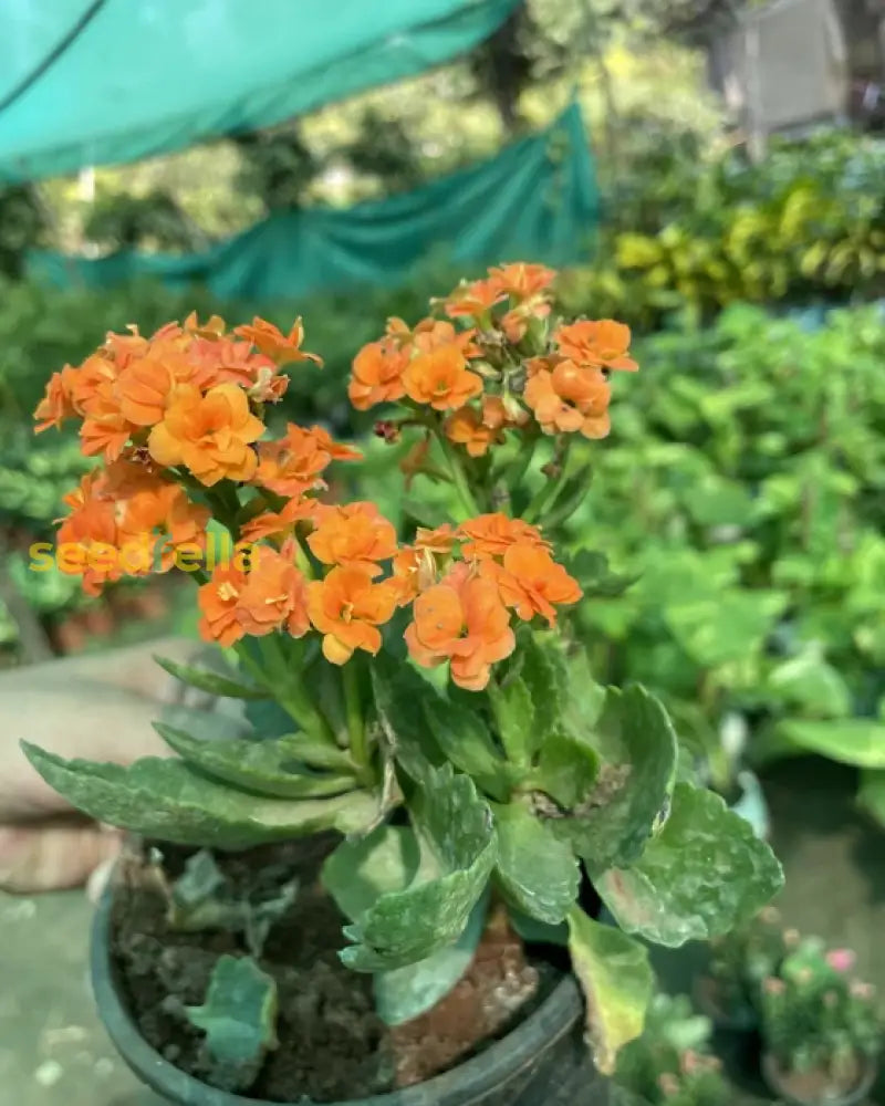 Red Kalanchoe Flower Seeds For Orange Planting