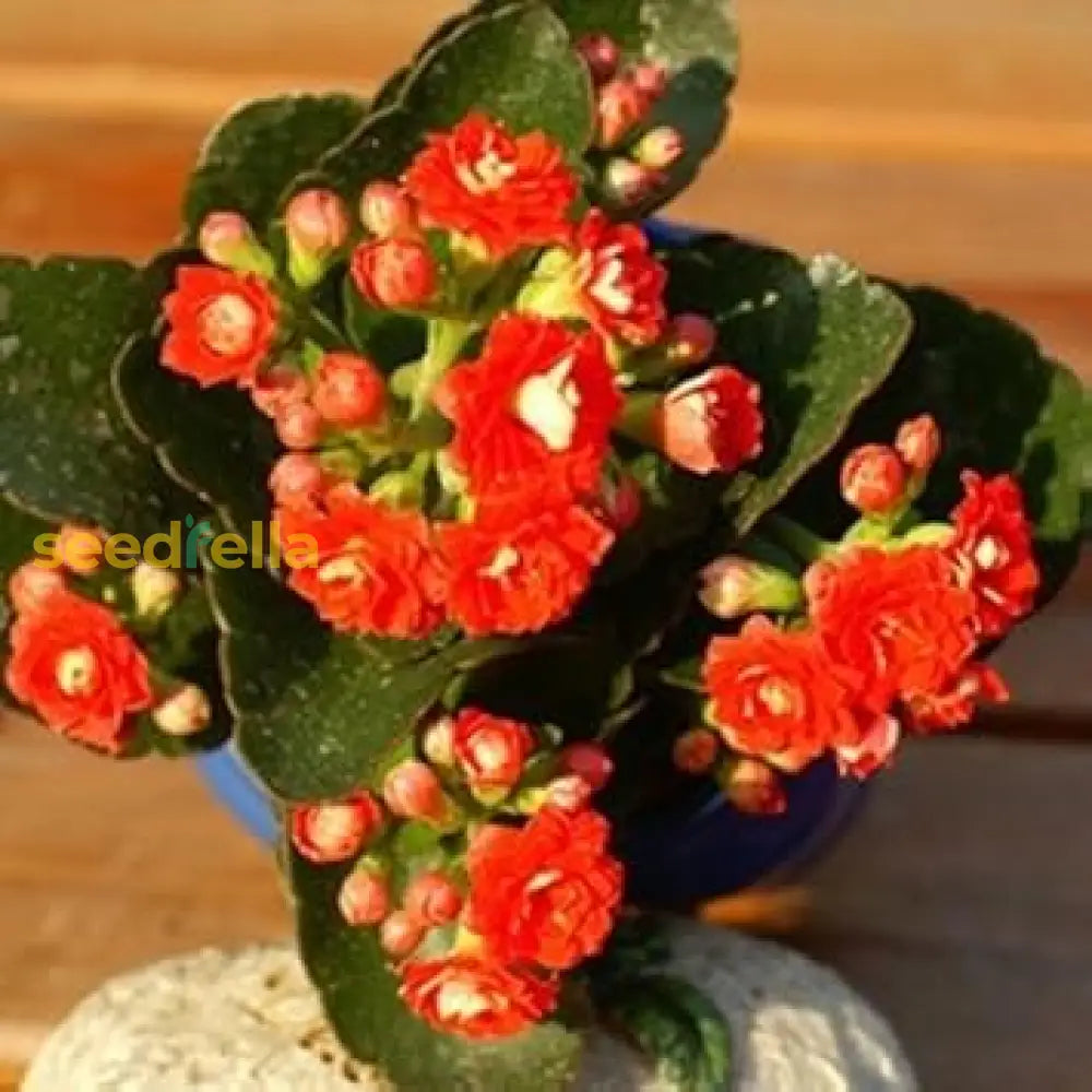 Red Kalanchoe Flower Seeds For Orange Planting