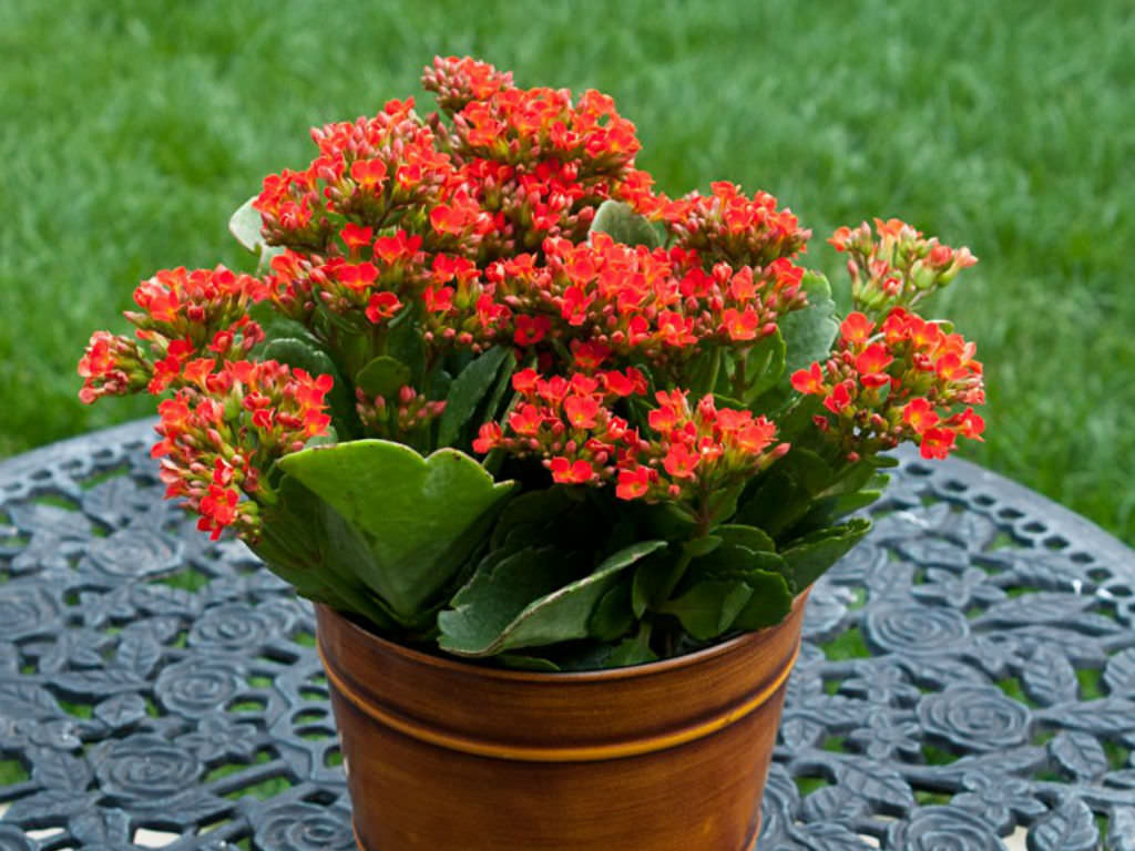 Red Kalanchoe Flower Seeds