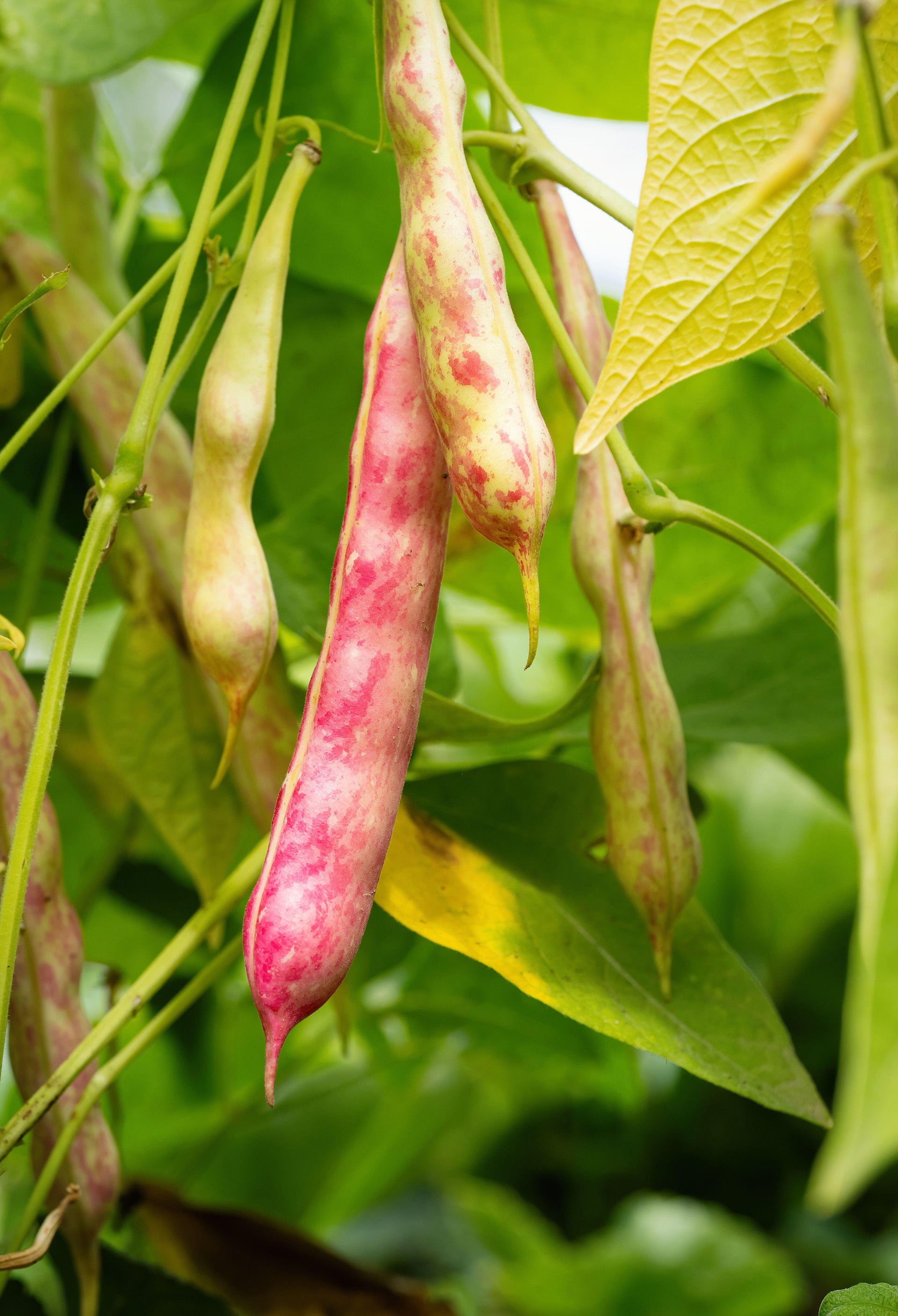Red Kidney Bean vegetable seeds for planting home gardens