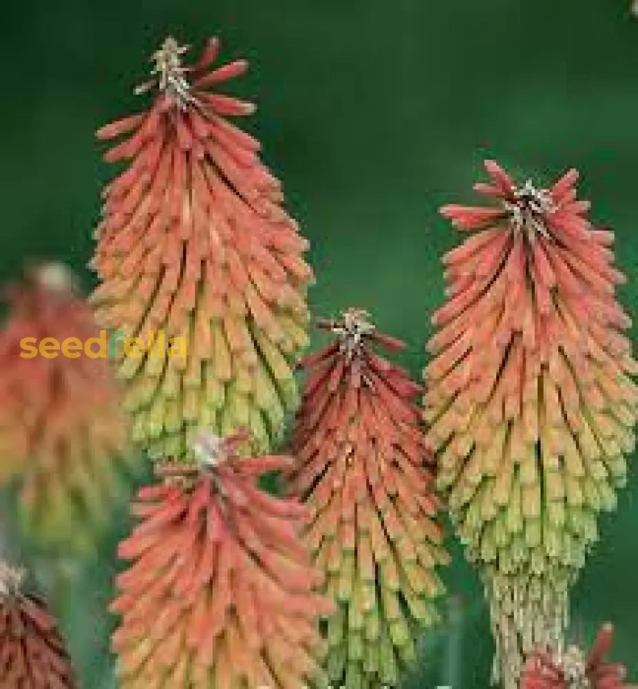 Red Kniphofia Caulescens Seeds For Planting - Vibrant Perennial Flowers Flower