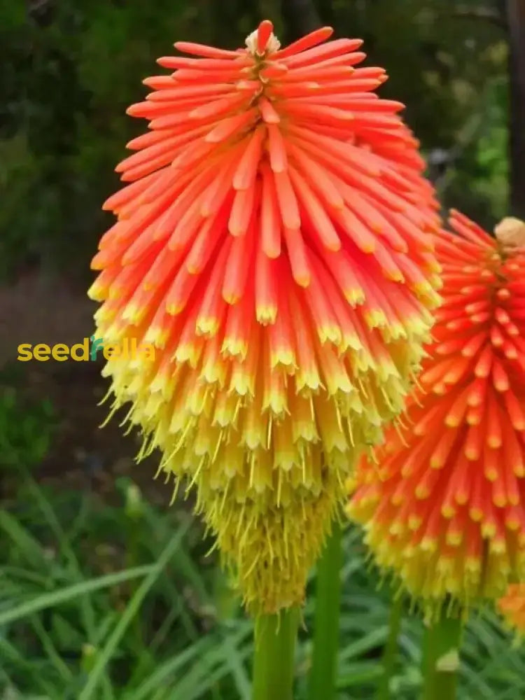 Red Kniphofia Caulescens Seeds For Planting - Vibrant Perennial Flowers Flower