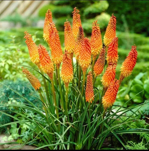 Red Kniphofia Flower Seeds for planting