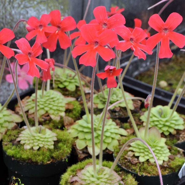Red Laueana Butterwort Flower Seeds for Planting