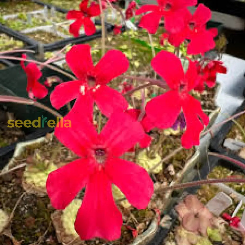 Red Laueana Butterwort Flower Seeds Planting