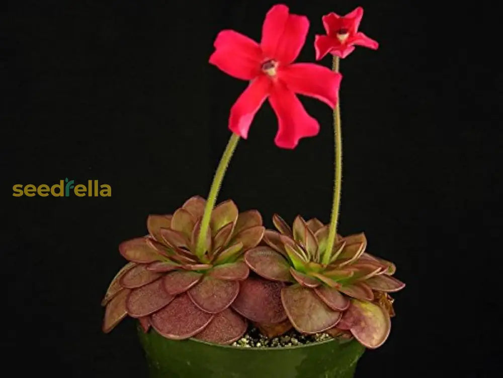 Red Laueana Butterwort Flower Seeds Planting