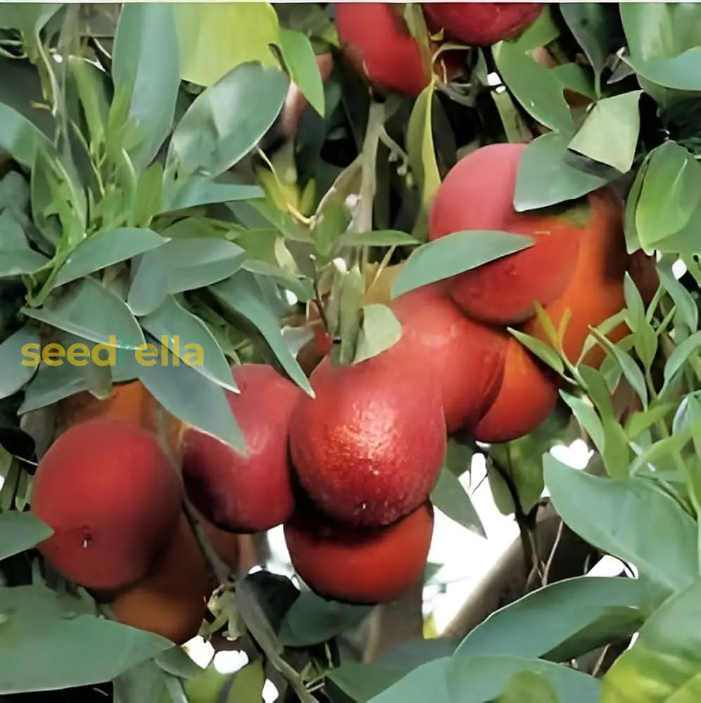 Red Lemon Fruit Seeds For Planting - Dark Variety Your Garden