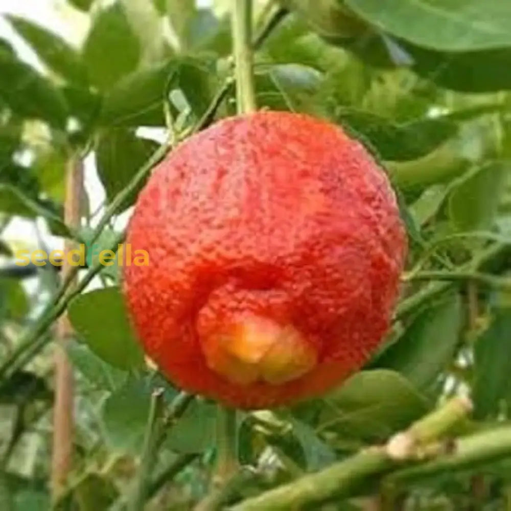 Red Lemon Fruit Seeds Yellow Planting