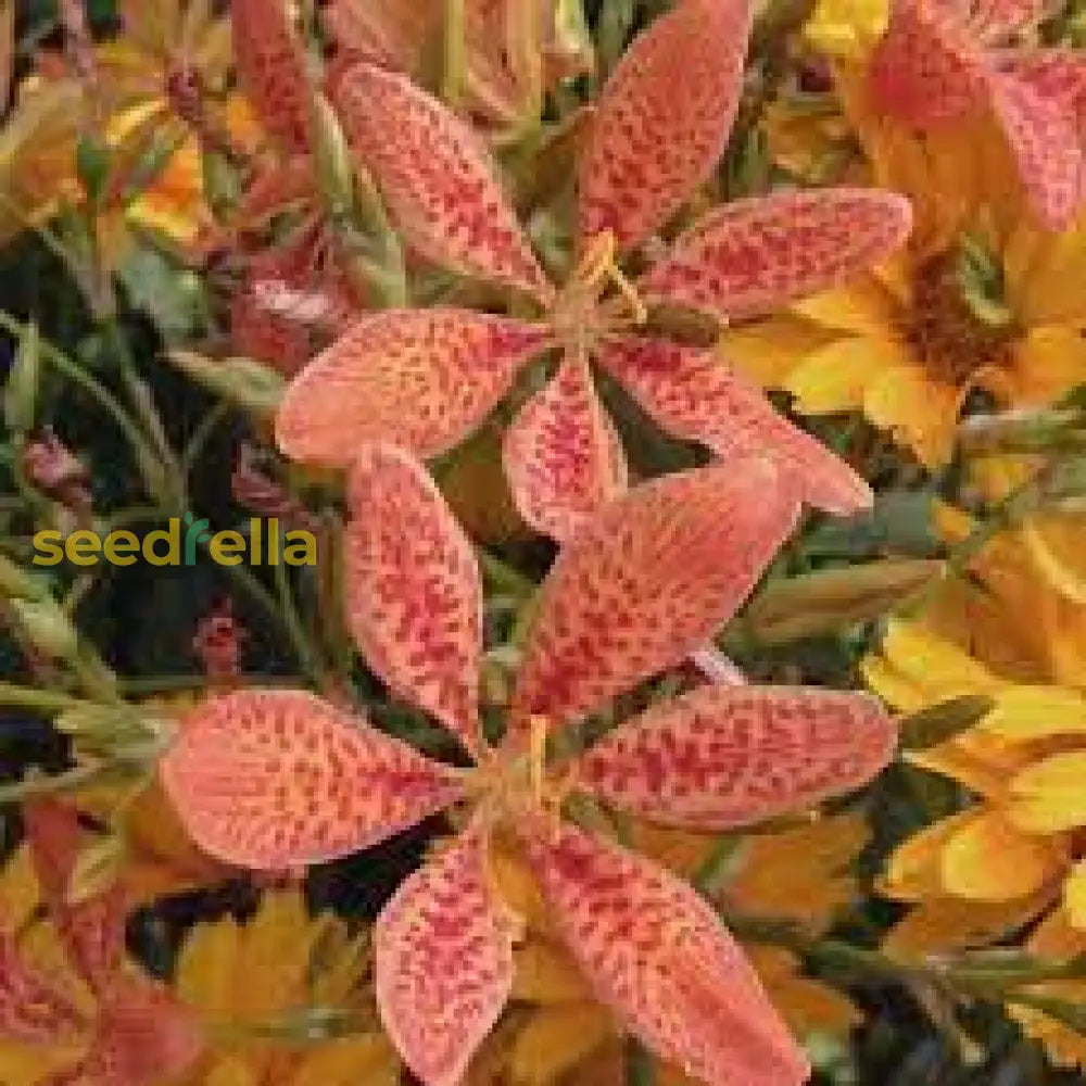 Red Leopard Flower Seeds For Planting - Brighten Your Garden