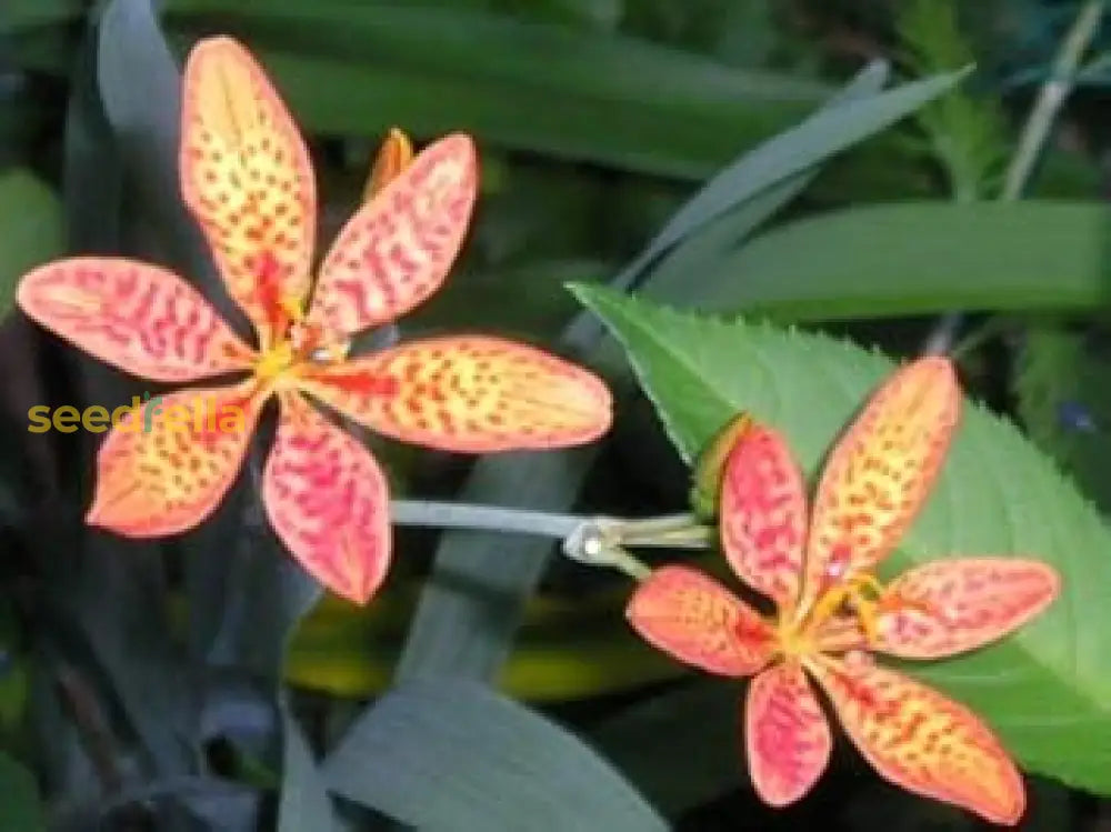 Red Leopard Flower Seeds For Planting - Brighten Your Garden