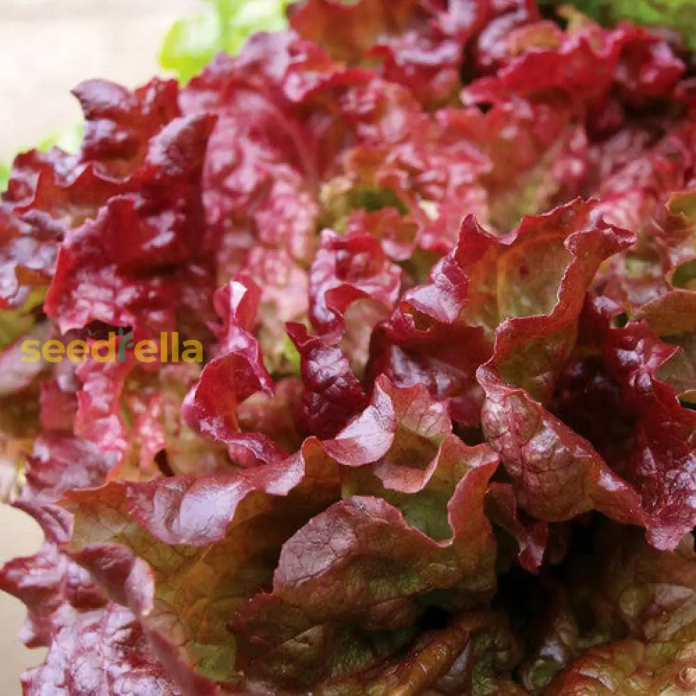 Red lettuce leafy green seeds for cool season gardening
