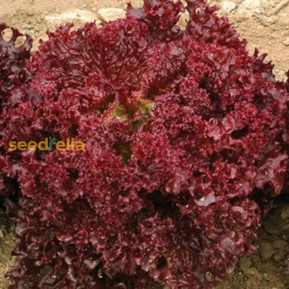 Red Lettuce Seeds For Planting  Fresh Garden Vegetables Vegetable Seeds