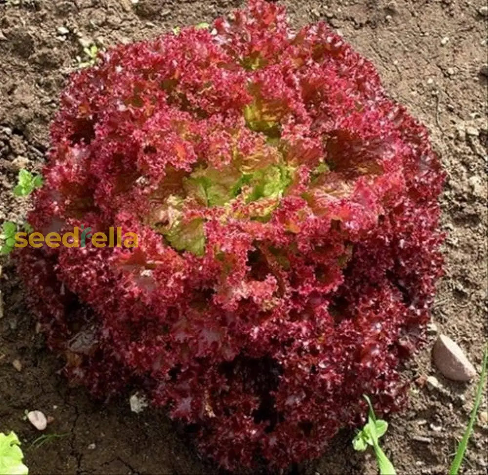 Red Lettuce Seeds For Planting  Fresh Garden Vegetables Vegetable Seeds