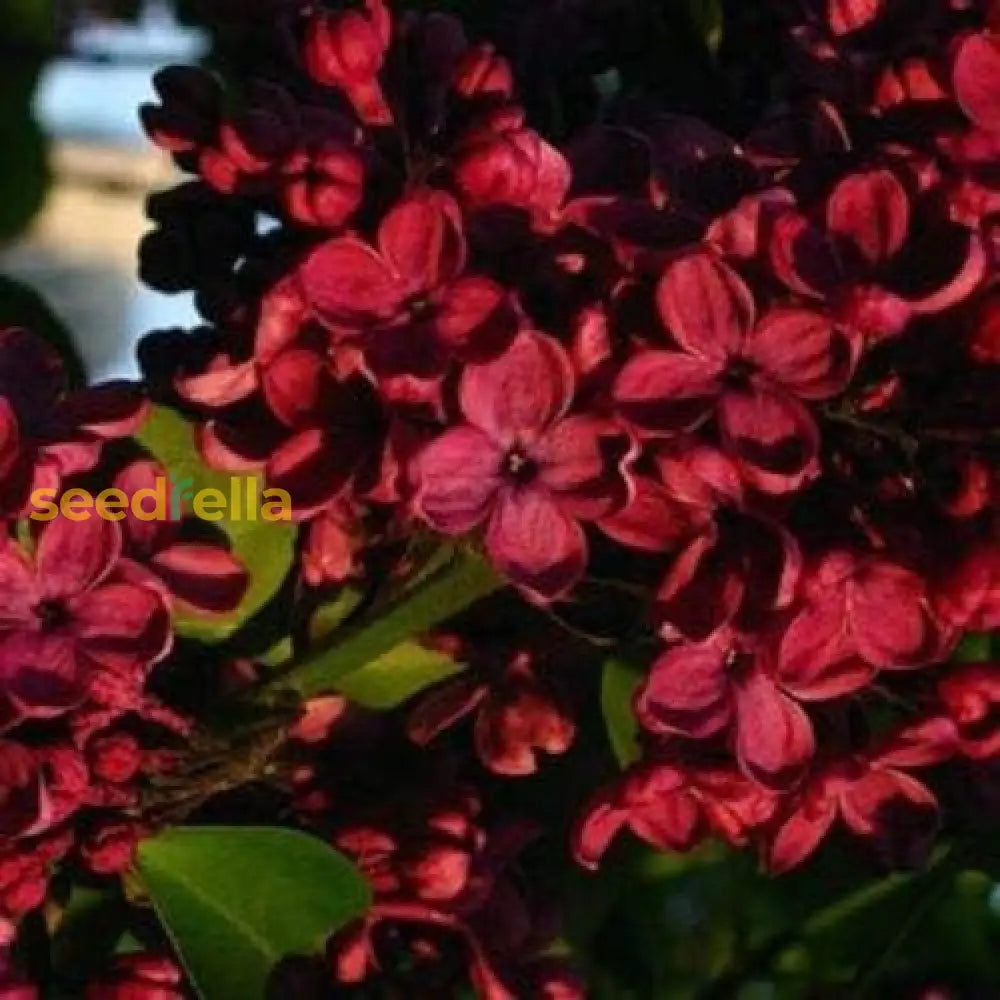 Red Lilac Seeds Tree Fragrant Hardy Perennial Flower Shrub Garden Plant Best Selling