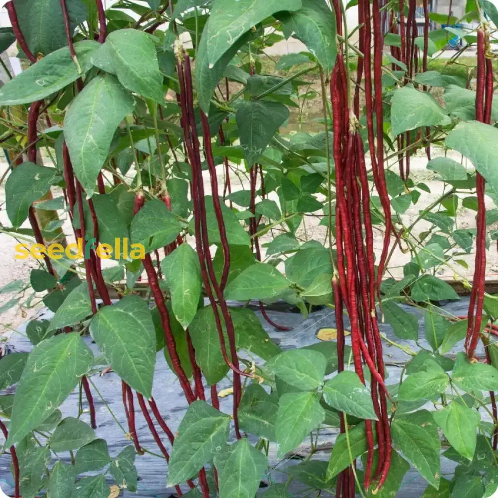 Red Long Bean Vegetable Seeds For Gardens Seeds