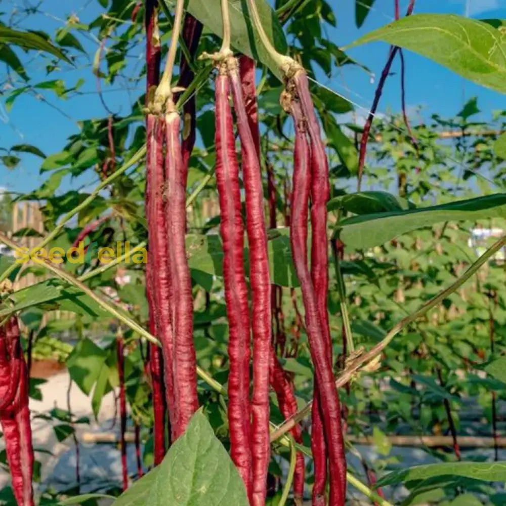 Red Long Bean Vegetable Seeds For Gardens Seeds