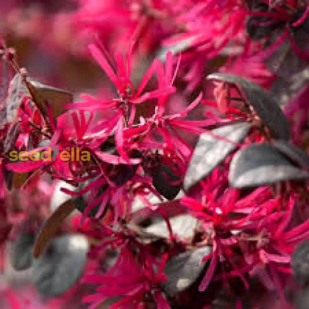 Red Loropetalum Flower Planting Seeds For Vibrant Gardens