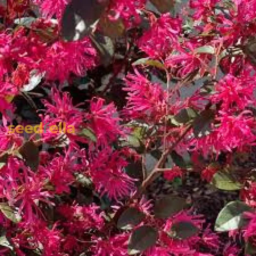 Red Loropetalum Flower Planting Seeds For Vibrant Gardens