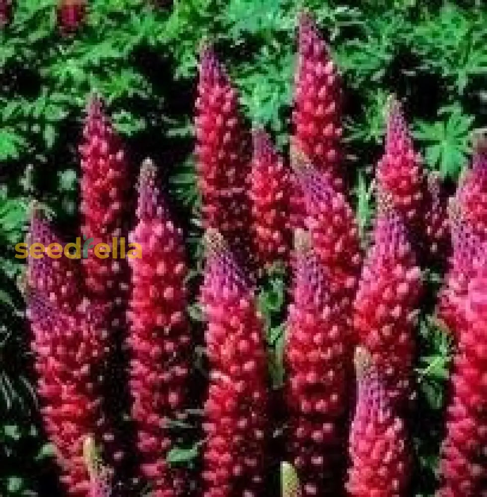 Red Lupin Plant Seeds For Planting  Vibrant Perennial Garden Blooms Seeds