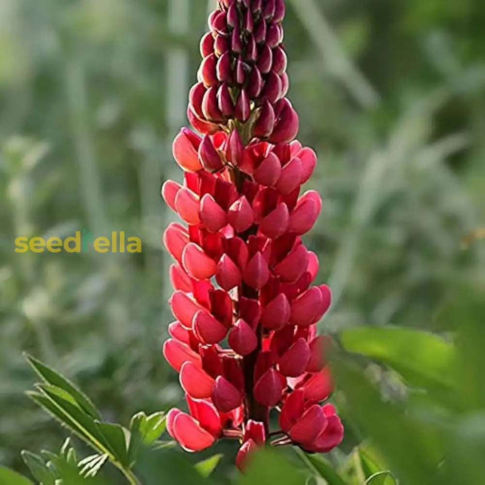 Red Lupin Plant Seeds For Planting  Vibrant Perennial Garden Blooms Seeds