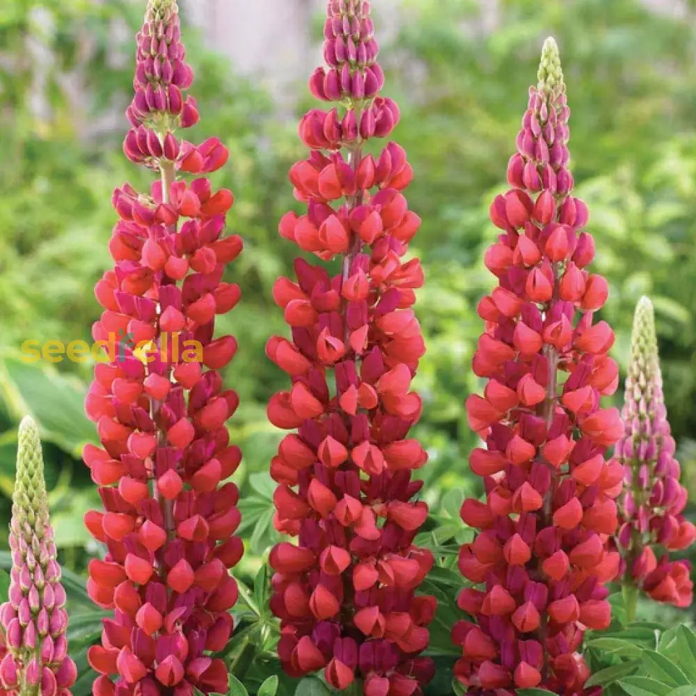 Red lupine plants growing in full sun
