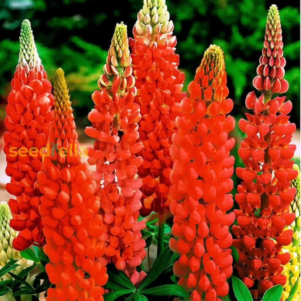 High quality red lupine seeds closeup