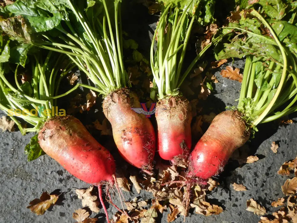 High quality Red Mammoth beet seeds closeup