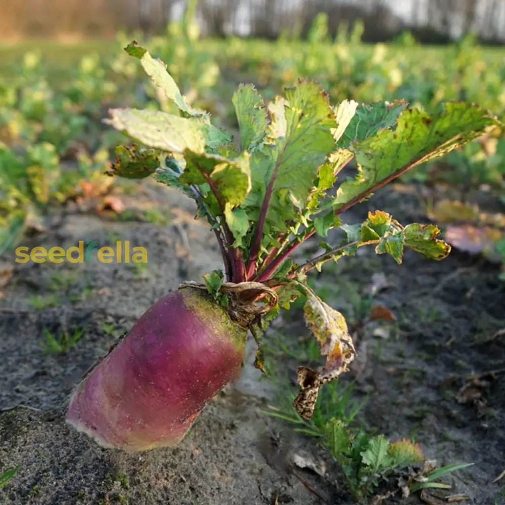 Red Mammoth beet seeds for planting non GMO