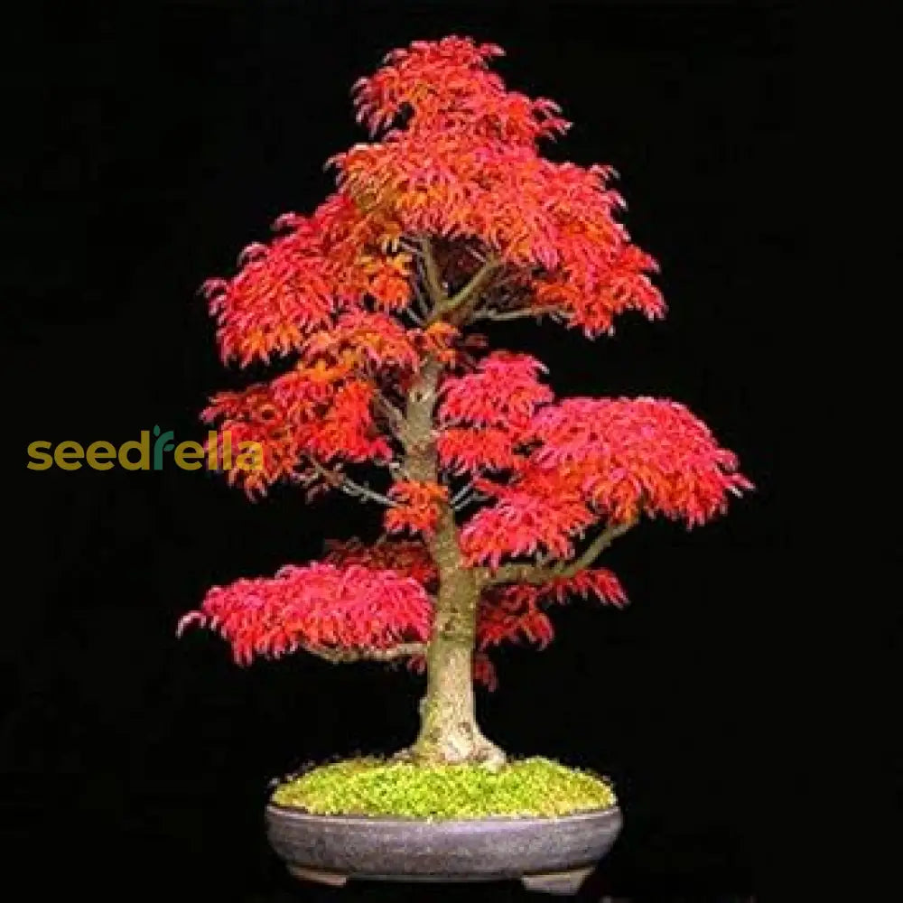 Red Maple Tree Seeds For Easy Planting